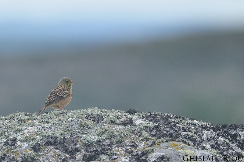 Ortolan Bunting