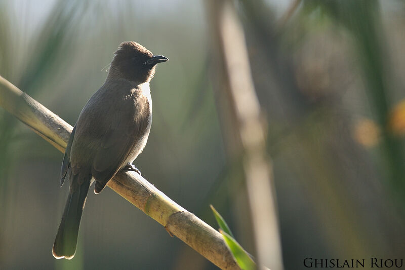 Common Bulbul