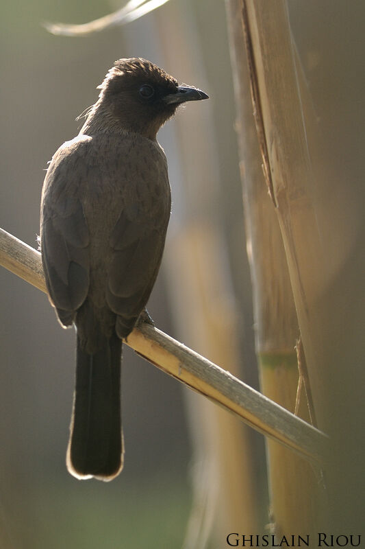 Common Bulbul