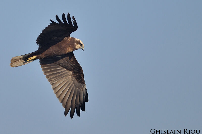 Western Marsh Harrierjuvenile