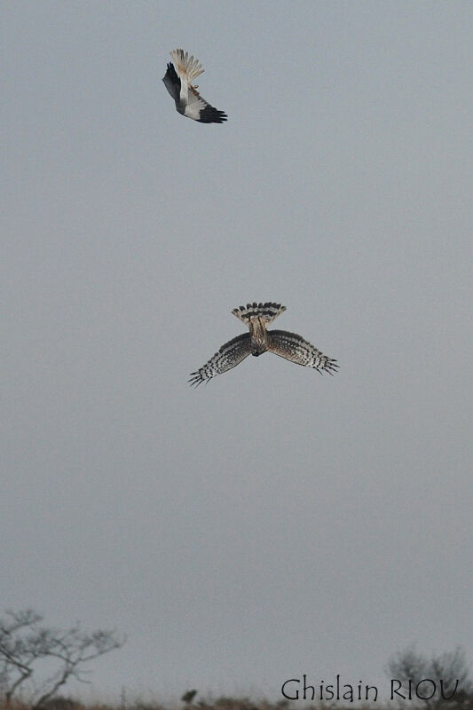 Hen Harrier