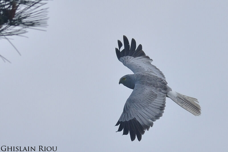 Hen Harrier male adult