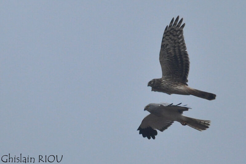 Hen Harrier