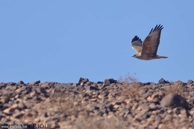 Long-legged Buzzardadult, Flight