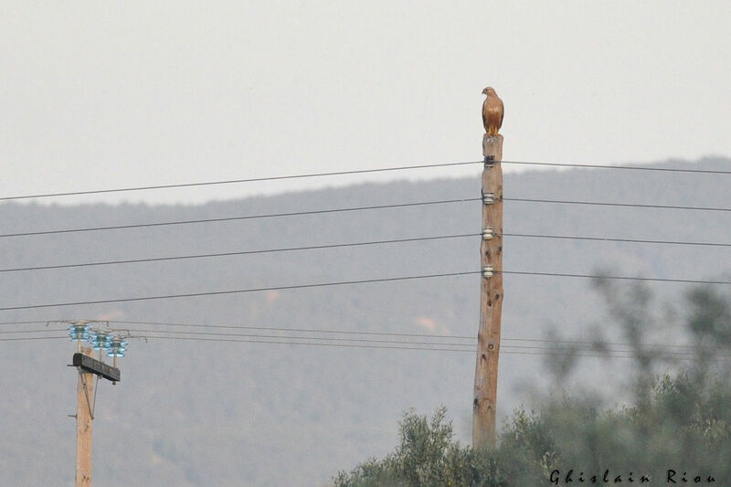 Buse féroce, habitat