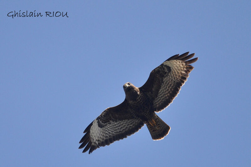 Common Buzzard