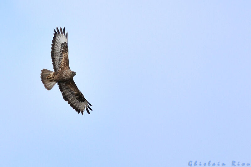 Common Buzzard