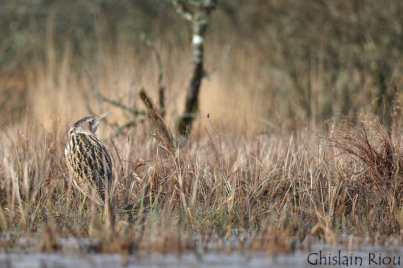 Eurasian Bittern