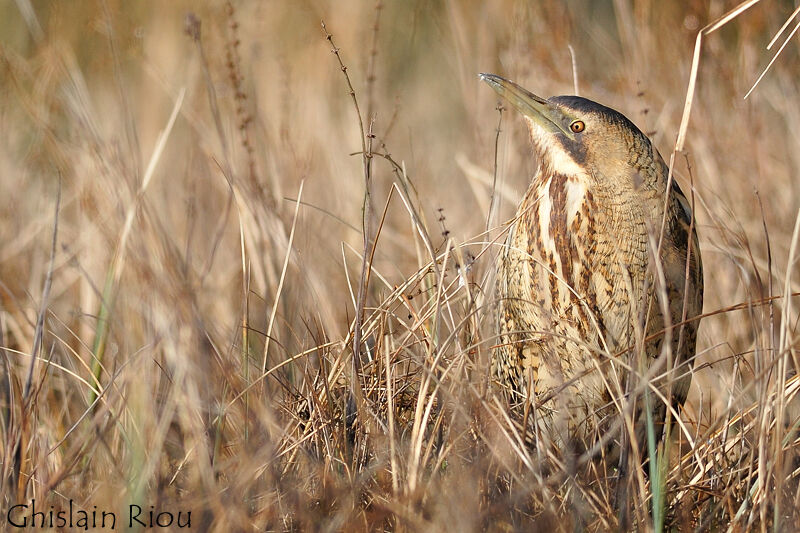 Eurasian Bittern