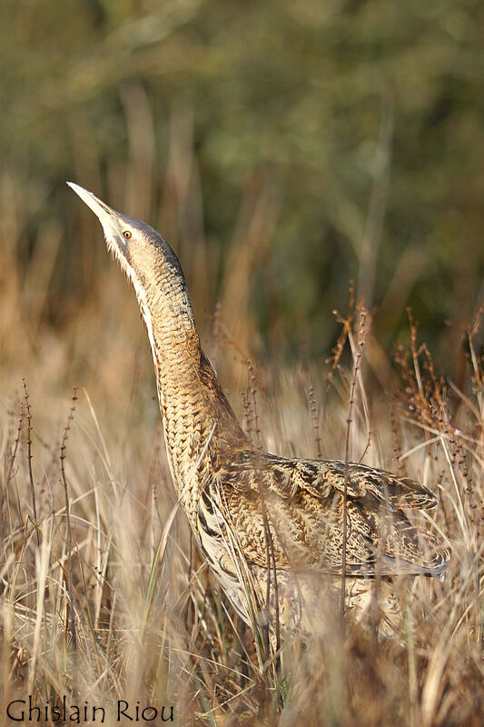 Eurasian Bittern