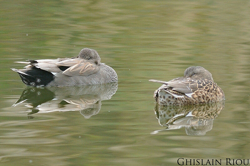 Gadwall 