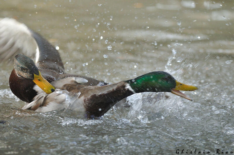 Canard colvert mâle, Comportement