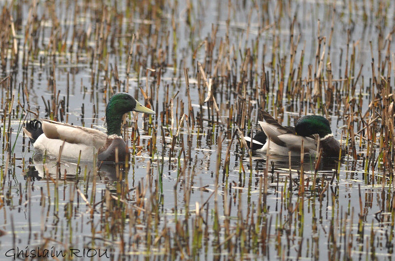 Canard colvert mâle adulte