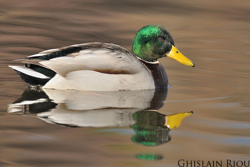 Mallard