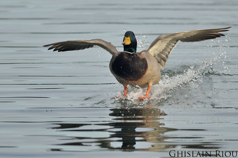 Canard colvert