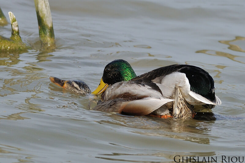 Canard colvertadulte, accouplement.