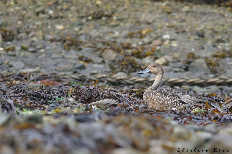 Northern Pintail male First year