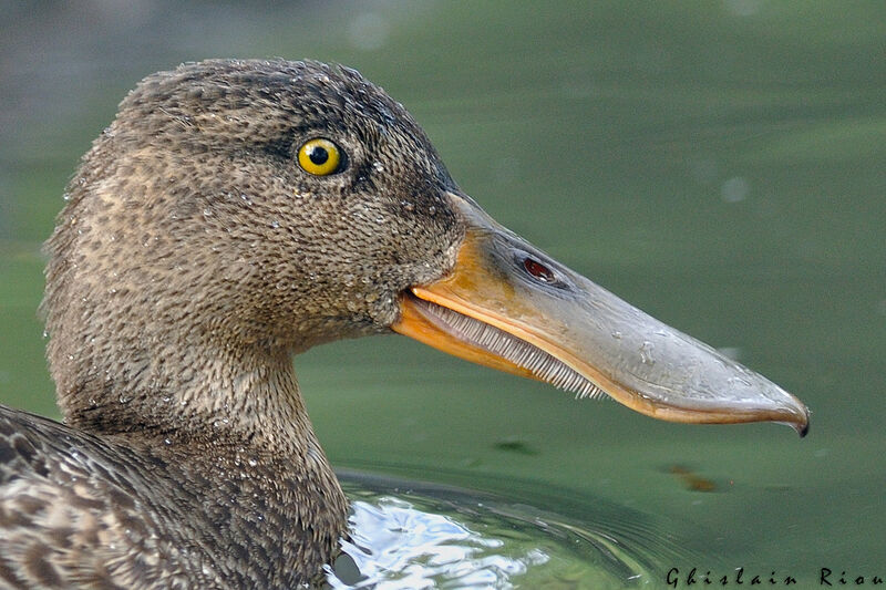 Northern Shoveler male First year