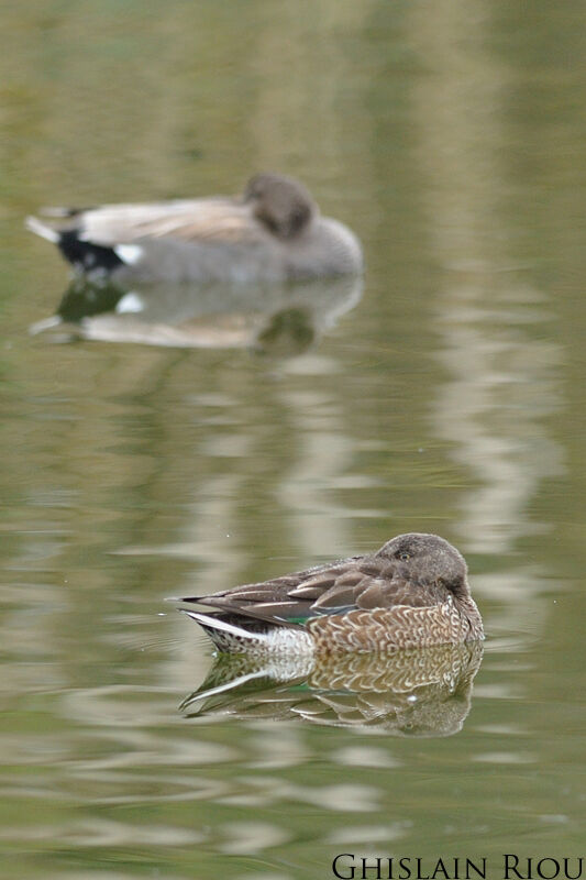 Canard souchet