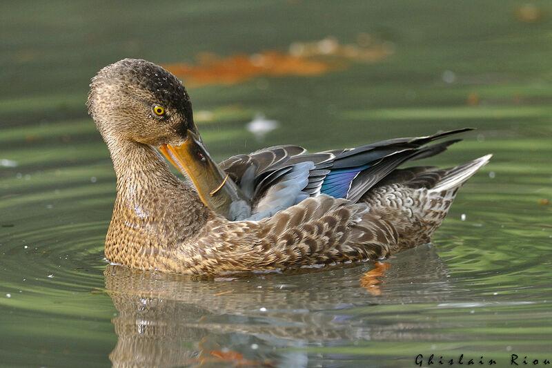 Northern Shoveler male First year