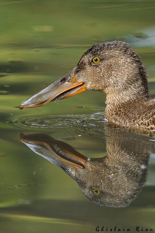 Canard souchet mâle 1ère année