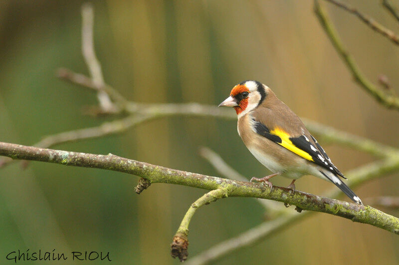 European Goldfinch, identification