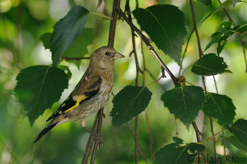 European Goldfinch