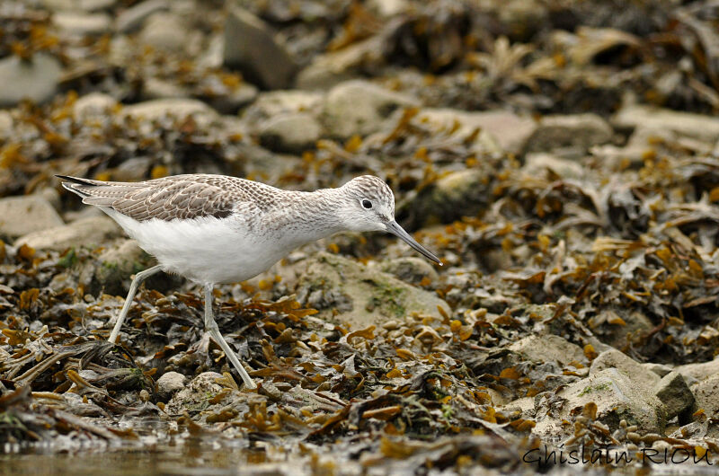 Common Greenshank