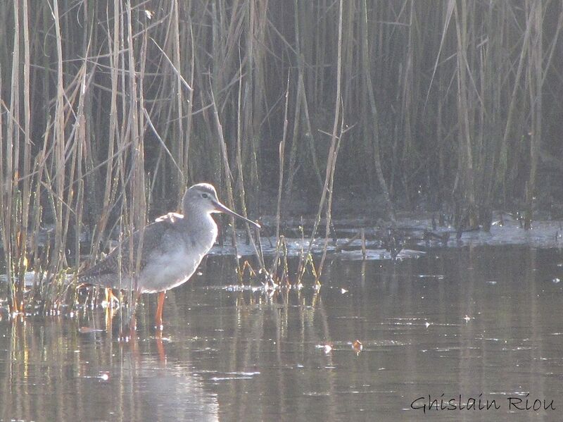 Spotted Redshank