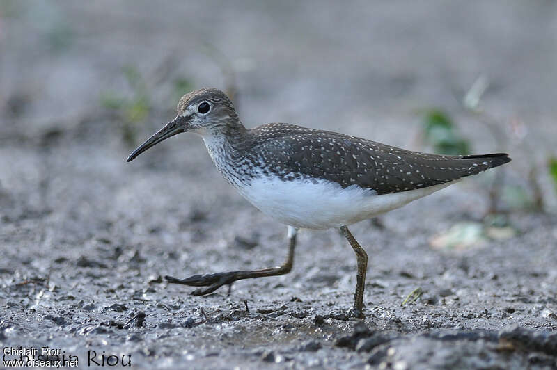 Green Sandpiper, close-up portrait