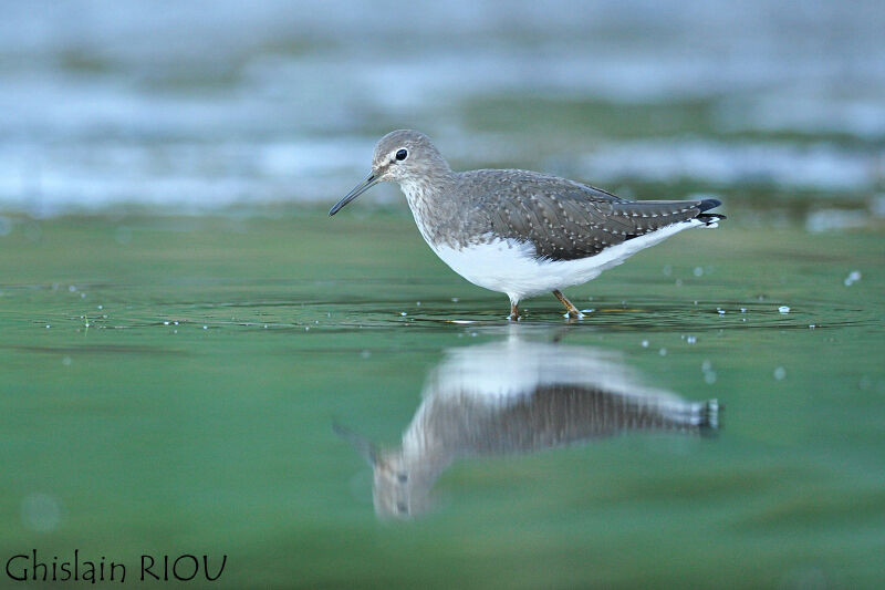 Green Sandpiperjuvenile