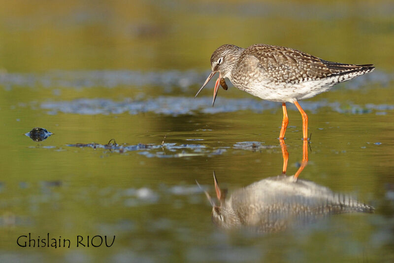 Common Redshank