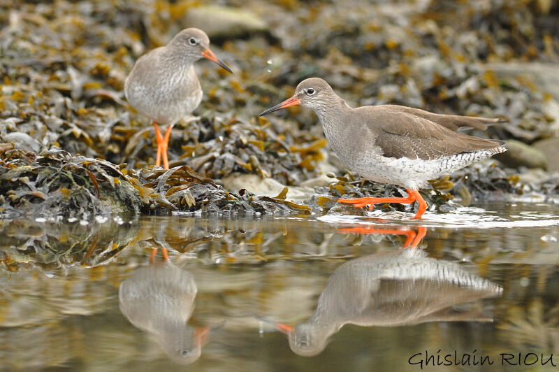 Common Redshank