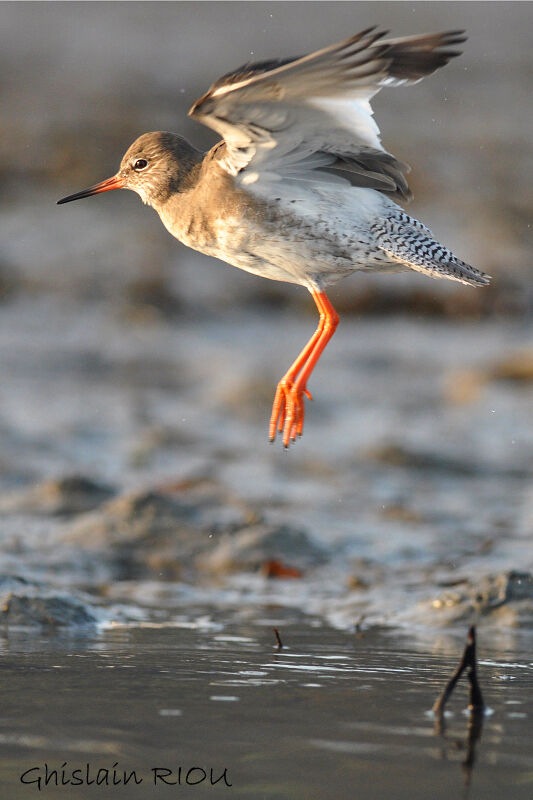 Common Redshank