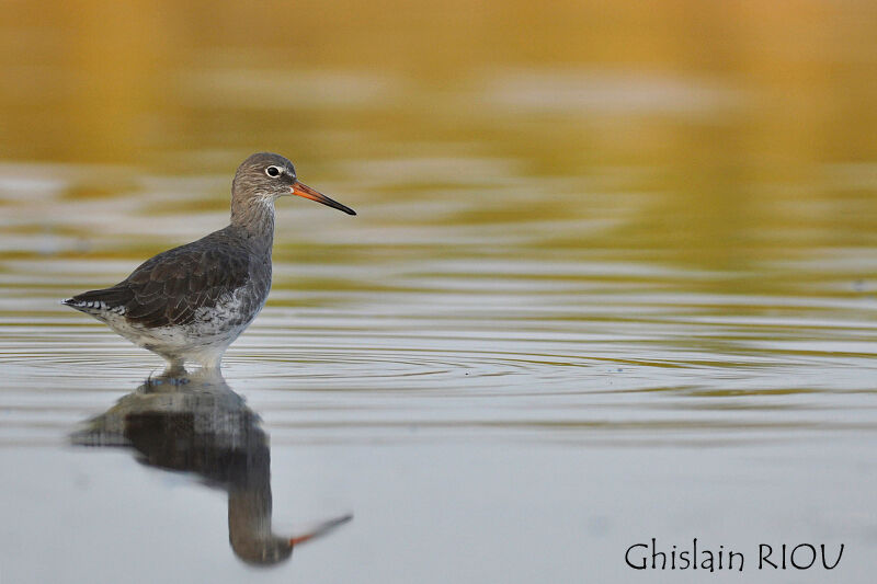 Common Redshank