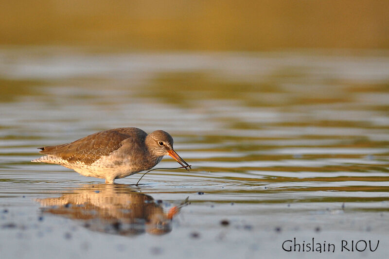 Common Redshank