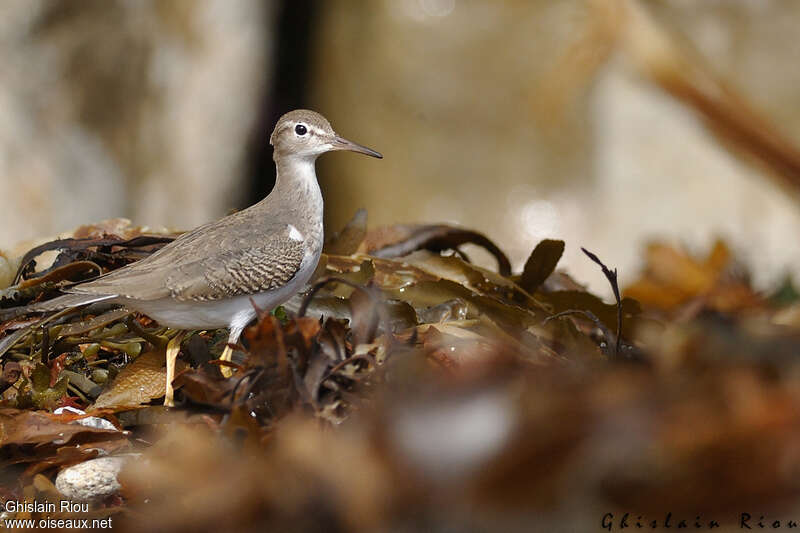 Chevalier grivelé1ère année, identification