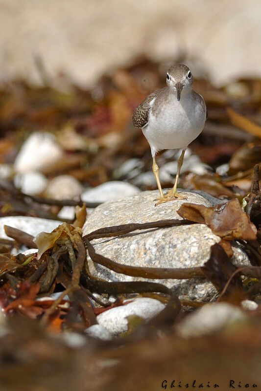 Spotted Sandpiper