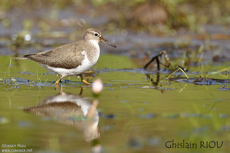 Common Sandpiperjuvenile