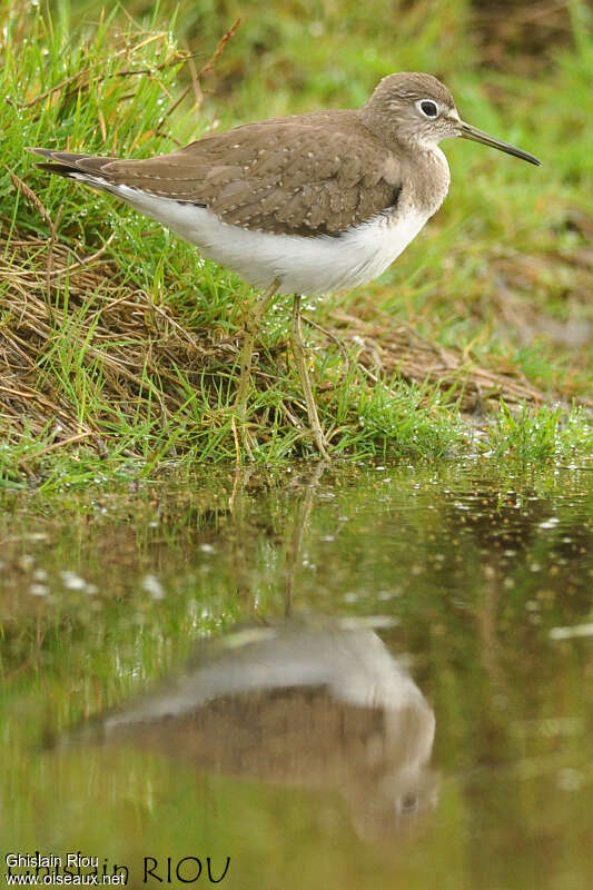 Solitary Sandpiperjuvenile, identification