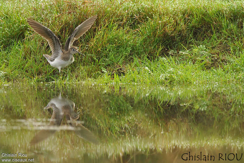 Chevalier solitairejuvénile, habitat, composition