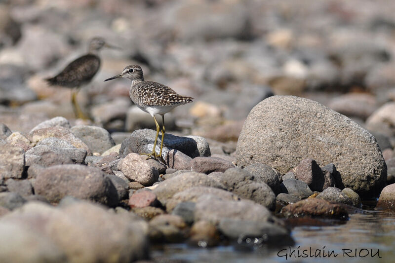 Wood Sandpiper