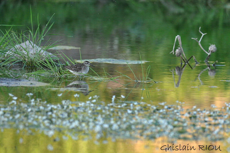 Wood Sandpiper