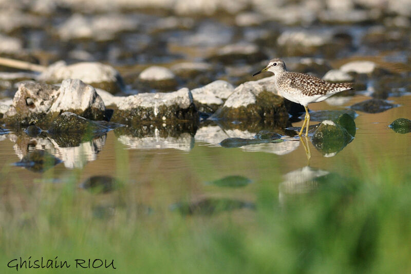 Wood Sandpiper