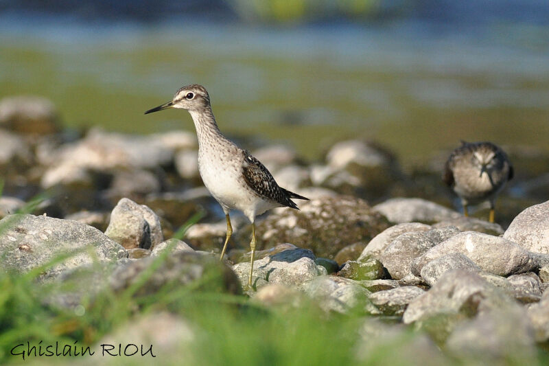 Wood Sandpiper