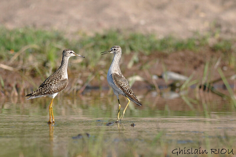 Wood Sandpiper