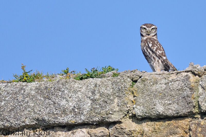 Little Owl