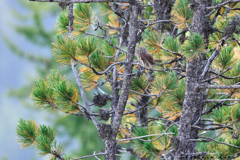 Eurasian Pygmy Owl