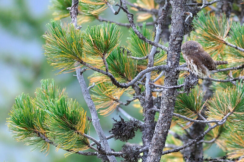 Eurasian Pygmy Owl