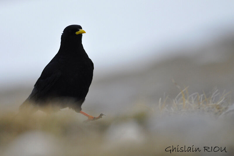 Alpine Chough